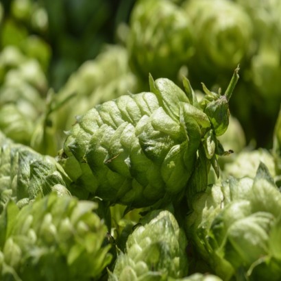 Houblon Nugget d'Alsace pour la bière