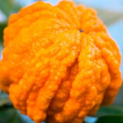 Orange Amère 1/4 vert