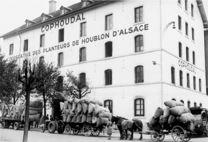 The origins of hops in Alsace
