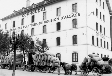 Les origines du houblon en Alsace