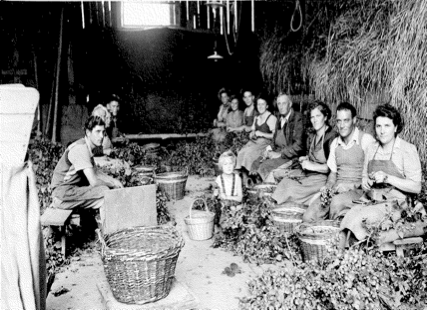  Une longue tradition en Alsace : Recolte de 1939 de la COPHOUDAL