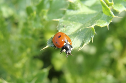  Use of ladybugs to control insects