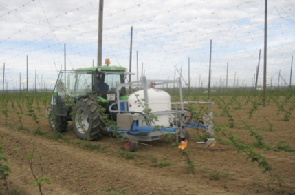  Hop culture without pesticides in Alsace