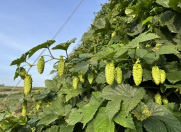 Le marché du houblon bio 